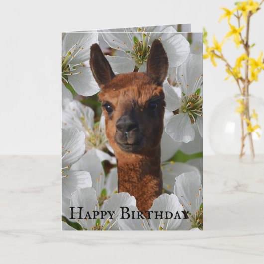 Jonge alpaca in witte bloesems, kaart (Gele Bloem)