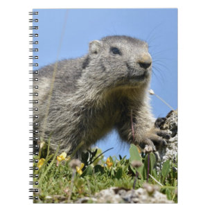 Jonge Alpenmarmot Notitieboek