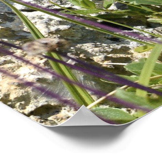 Jonge Alpenmarmot Poster (Hoek)