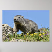 Jonge Alpenmarmot Poster (Voorkant)