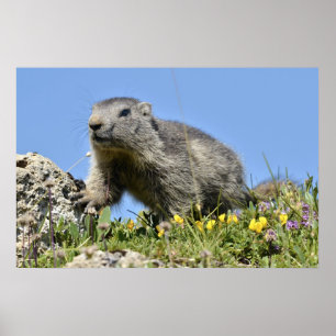 Jonge Alpenmarmot Poster
