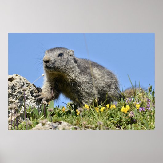 Jonge Alpenmarmot Poster (Voorkant)