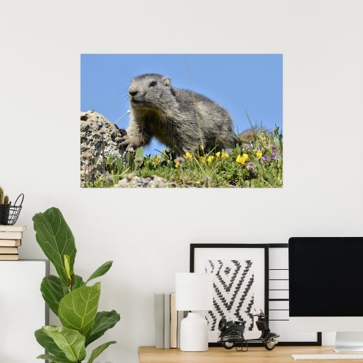 Jonge Alpenmarmot Poster (Thuiskantoor)