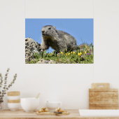 Jonge Alpenmarmot Poster (Keuken)
