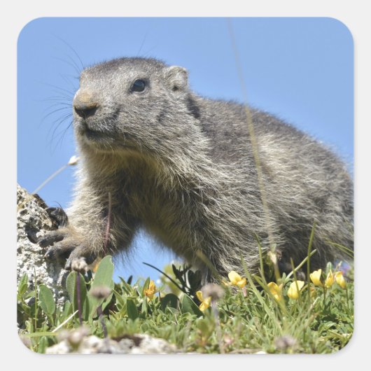 Jonge Alpenmarmot Vierkante Sticker (Voorkant)