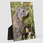 Jonge Alpiene marmot in gras Fotoplaat (Zijkant)