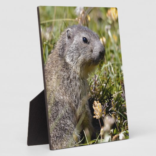 Jonge Alpiene marmot in gras Fotoplaat (Zijkant)