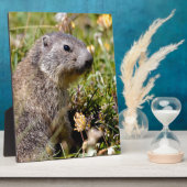 Jonge Alpiene marmot in gras Fotoplaat (Zijkant)