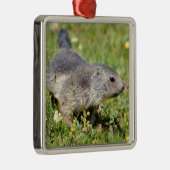 Jonge Alpiene marmot in gras Metalen Ornament (Rechts)