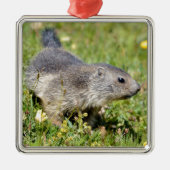 Jonge Alpiene marmot in gras Metalen Ornament (Voorkant)