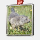 Jonge Alpiene marmot in gras Metalen Ornament (Links)
