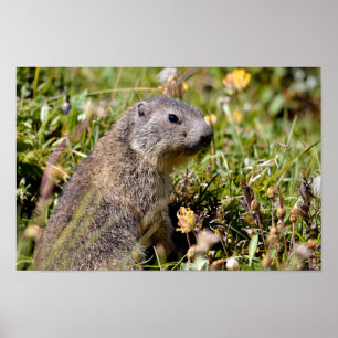 Jonge Alpiene marmot in gras Poster
