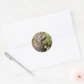 Jonge Alpiene marmot in gras Ronde Sticker (Envelop)