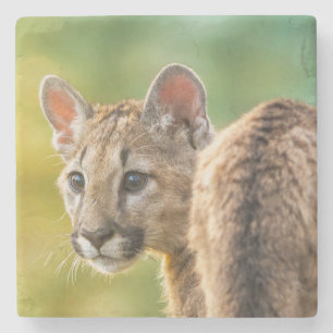 Jonge Amerikaanse cougar in het wild Stenen Onderzetter