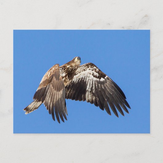 Jonge Bald Eagle tijdens de vlucht Briefkaart (Voorkant)