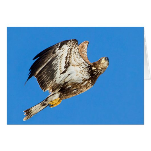 Jonge Bald wordt opgestaan en omhoog (Voorkant Horizontaal)