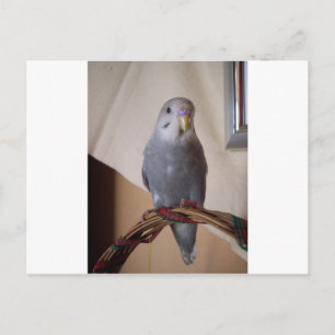 jonge blauwe bouggie briefkaart