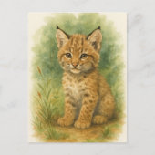 Jonge Bobcat Kitten Kat Baby Wilde Dieren Briefkaa Briefkaart (Voorkant)