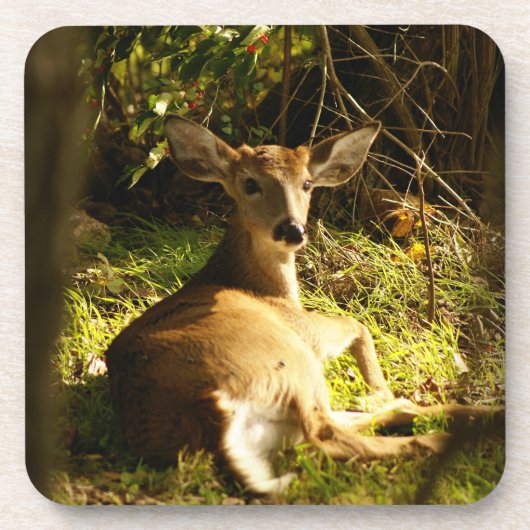 Jonge bok in de Meadow Bier Onderzetter (Voorkant)