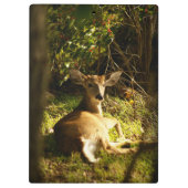 Jonge bok in de Meadow Klembord (Achterkant)