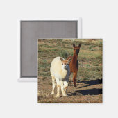 Jonge bruine en witte alpaca's, magneet (Voorkant / Achterkant)