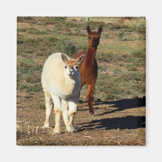 Jonge bruine en witte alpaca's, magneet (Voorkant)