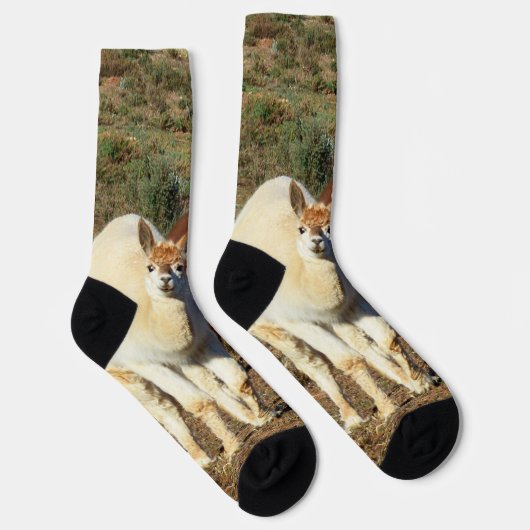 Jonge bruine en witte alpaca's, Sokken van Crewy (Rechts)