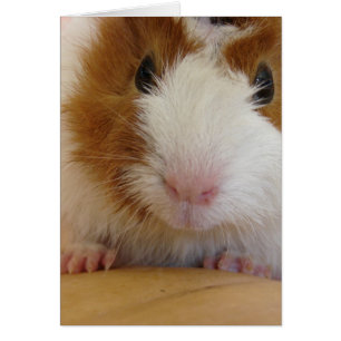 Jonge bruine en witte cavia op pomkin