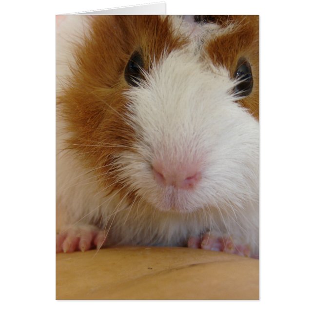 Jonge bruine en witte cavia op pomkin (Voorkant)