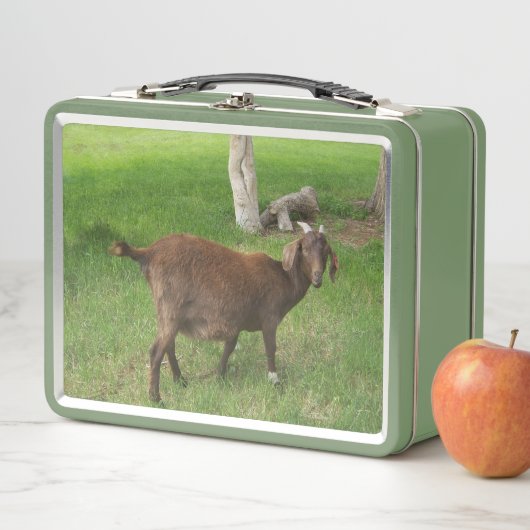 Jonge bruine geit in gras (In situ)