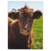 Jonge bruine Koe in het veld Pasture Klembord (Achterkant)