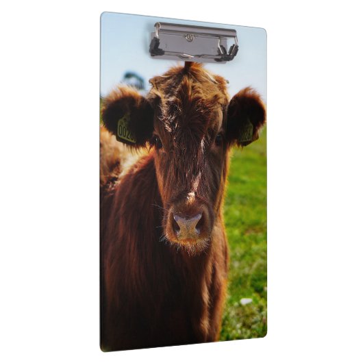 Jonge bruine Koe in het veld Pasture Klembord (Rechts)