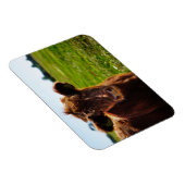 Jonge bruine Koe in het veld Pasture Magneet (Rechterzijde)