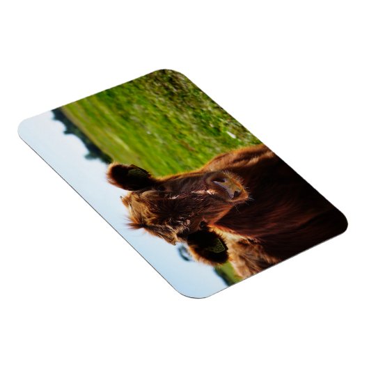 Jonge bruine Koe in het veld Pasture Magneet (Rechterzijde)