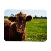 Jonge bruine Koe in het veld Pasture Magneet (Horizontaal)