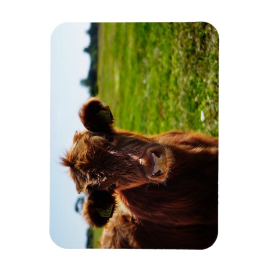 Jonge bruine Koe in het veld Pasture Magneet (Verticaal)