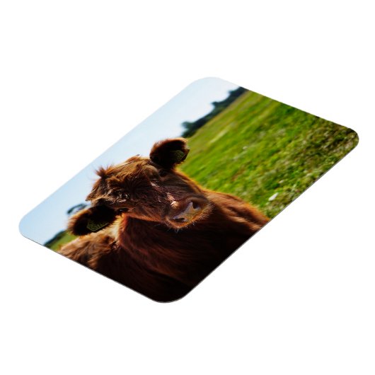 Jonge bruine Koe in het veld Pasture Magneet (Linkerzijde)