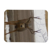 Jonge Buck Flexibele Magneet (Horizontaal)