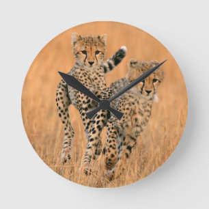 Jonge Cheetahs (Acinonyx Jubatus) die lopen Ronde Klok