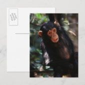 jonge chimpansee briefkaart (Voorkant / Achterkant)