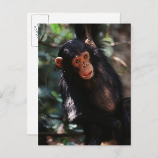 jonge chimpansee briefkaart (Voorkant / Achterkant)