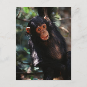 Jonge chimpansee briefkaart