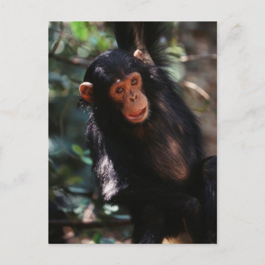 jonge chimpansee briefkaart (Voorkant)