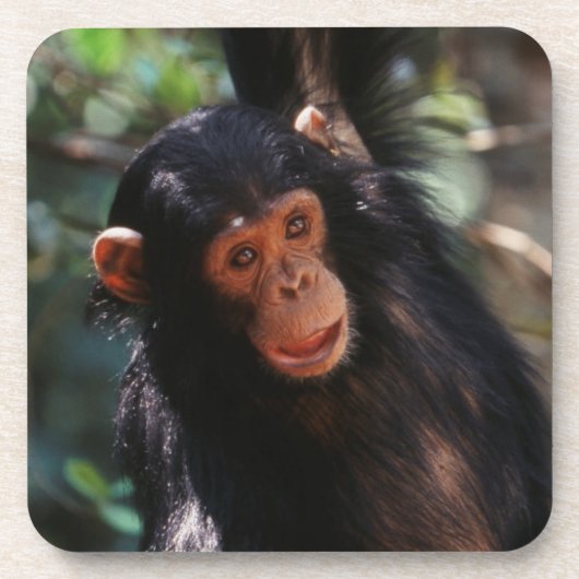 Jonge chimpansee drankjes onderzetter (Voorkant)