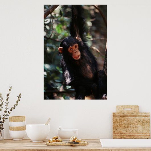 Jonge chimpansee poster (Keuken)