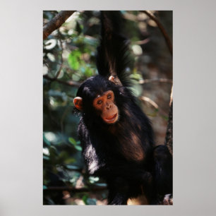 Jonge chimpansee poster