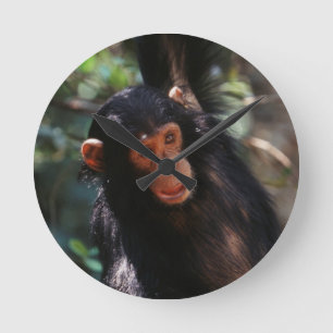 Jonge chimpansee ronde klok