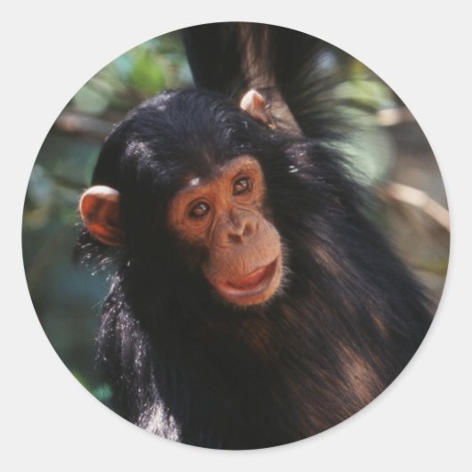 jonge chimpansee ronde sticker (Voorkant)