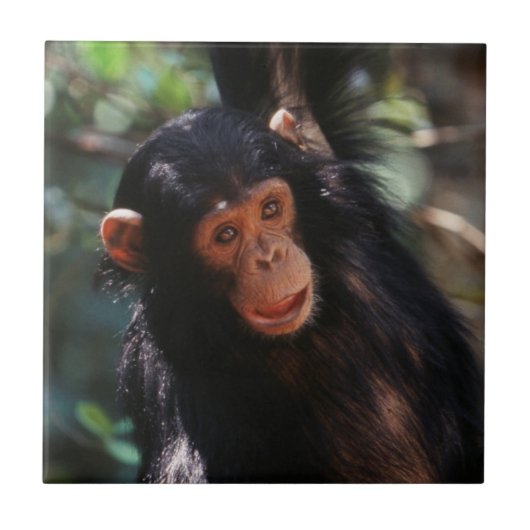 Jonge chimpansee tegeltje (Voorkant)