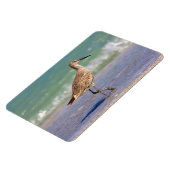 Jonge Curlew Shorebird op Florida Beach Magnet Magneet (Linkerzijde)